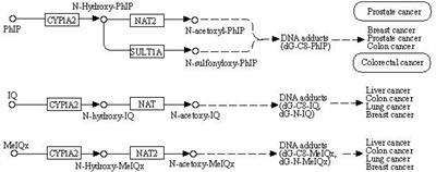 Dietary meat mutagens intake and cancer risk: A systematic review and meta-analysis